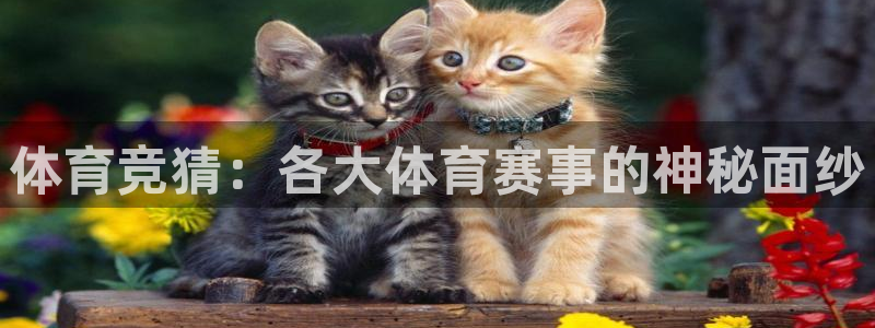 88看球直播 在线观看：体育竞猜：各大体育赛事的神秘面纱